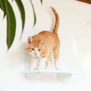 キャットステップ(ホワイト CATROAD+)