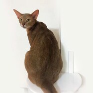 コーナーステップ(ホワイト CATROAD+)