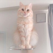 コーナーステップ(クリア CATROAD+)