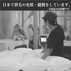 【日本製】ホワイトダックダウン95% 羽毛布団(ムーンシャンテン クイーン) 9枚目画像