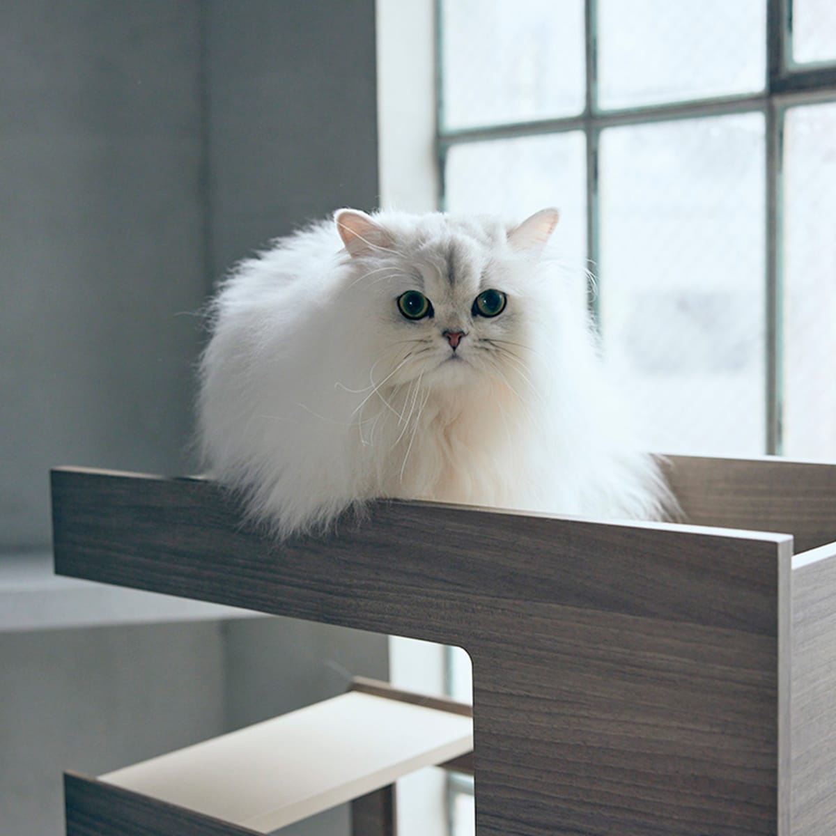 ニトリNポルダ 猫タワー仕様