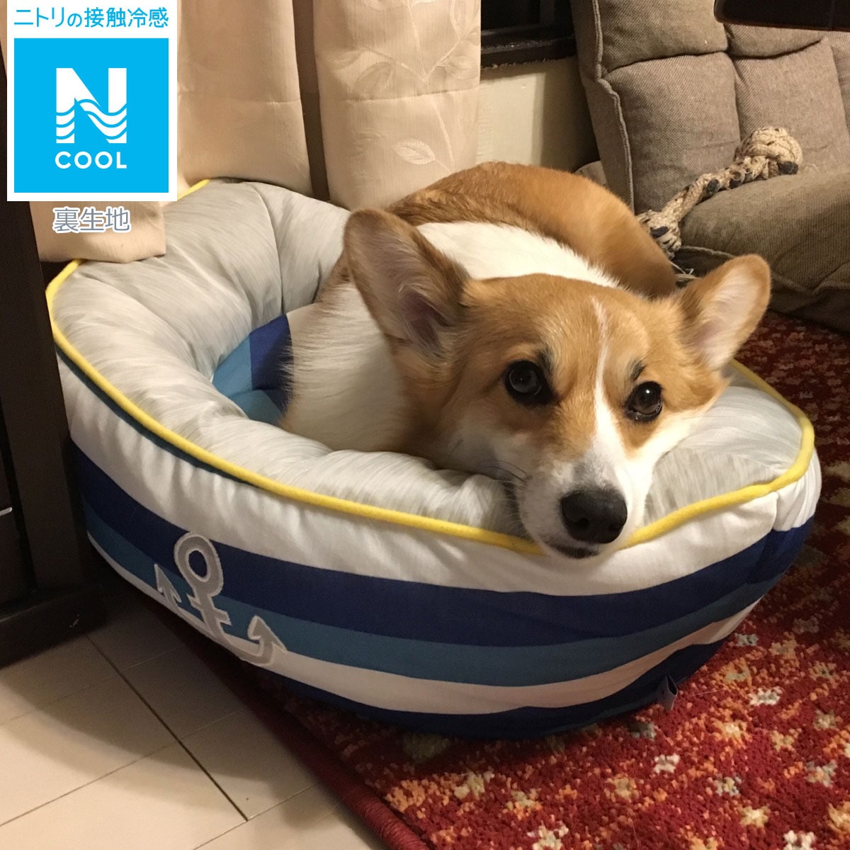 犬 猫用ペットベッド Nクール Q O ヨット 通販 ニトリネット 公式 家具 インテリア通販 犬 猫用ペットベッド Nクール Q O ヨット 通販 ニトリネット 公式 家具 インテリア通販