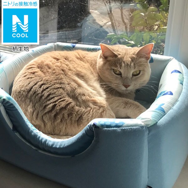 ペット ベッド ニトリ トイプードル 犬 ペットベッド ニトリのペット用ベッド 買ってみたら やばかった トイプードル ぺろ