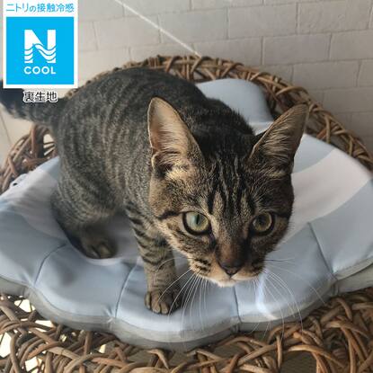 犬 猫用ペットベッド Nクール Q O ホタテ 通販 ニトリネット 公式 家具 インテリア通販