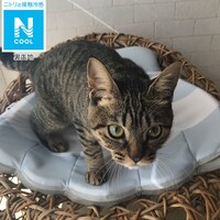 犬 猫用ペットベッド Nクール Q O ホタテ のレビュー クチコミとして参考になる投稿1枚 Roomclip Item
