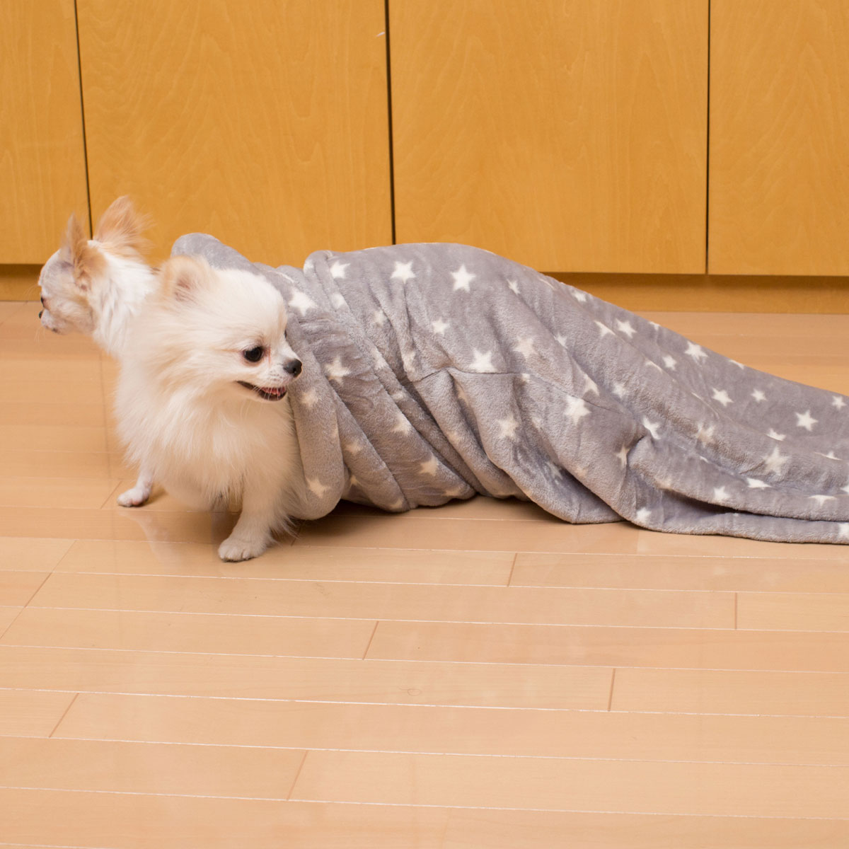 犬 猫用ペットトンネル Nウォーム Q O スタ 通販 ニトリネット 公式 家具 インテリア通販
