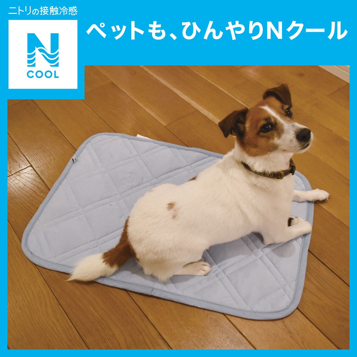 犬 猫用ペット敷パッド Nクール O I 通販 ニトリネット 公式