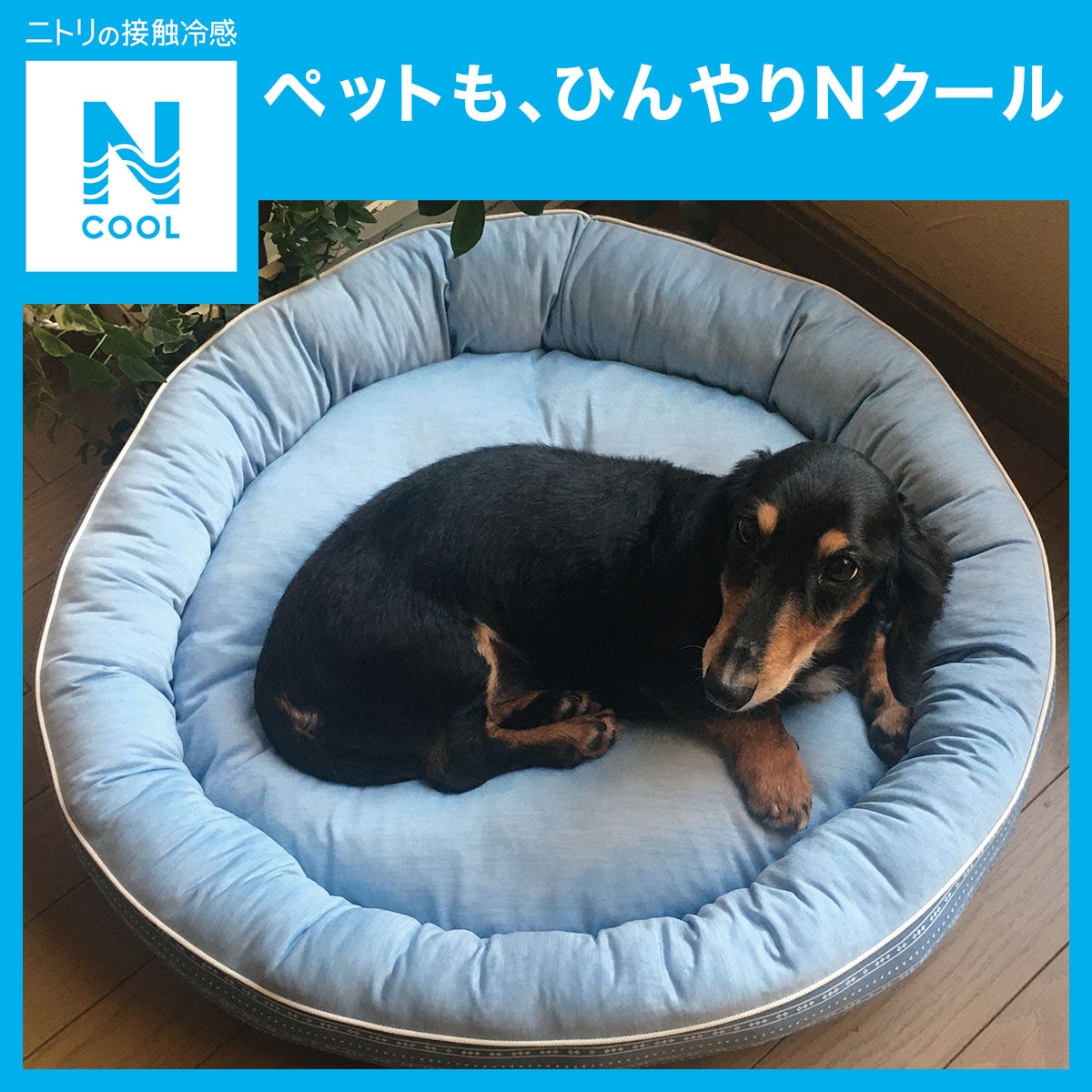 犬 猫用ペットベッド m Nクール O I マル 通販 ニトリネット 公式 家具 インテリア通販