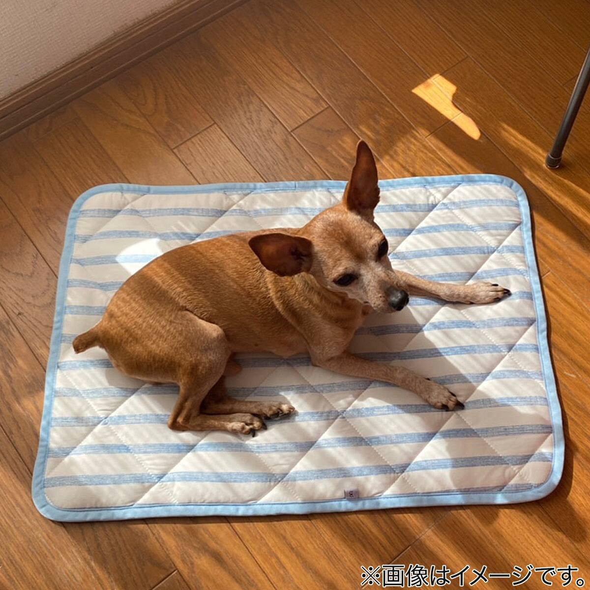 ペット敷パッド Nクールモチモチi N Bl 通販 ニトリネット 公式 家具 インテリア通販