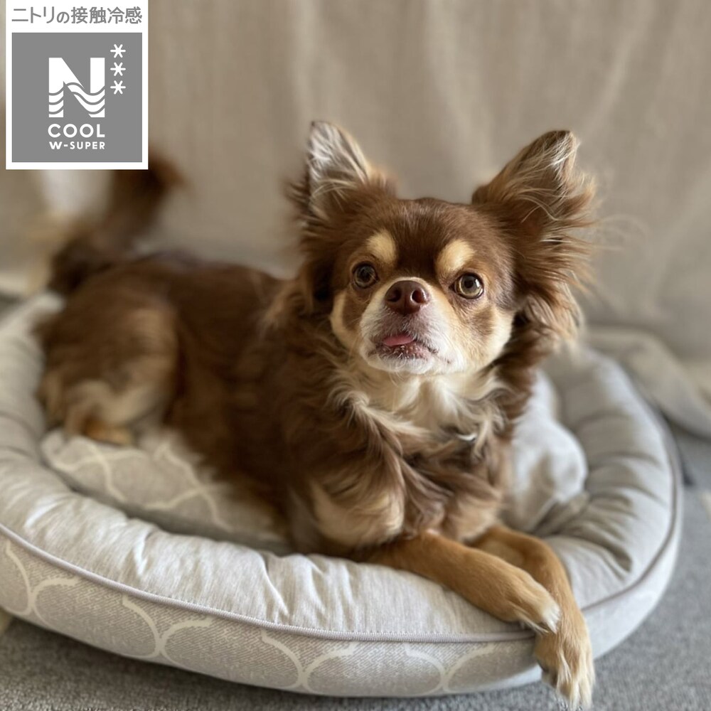 Nクールペットベッド検索結果 ニトリネット 公式 家具 インテリア通販 Nクールペットベッド検索結果 ニトリネット 公式 家具 インテリア通販