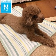 ペット敷パッド(Nクール レモン n-s)