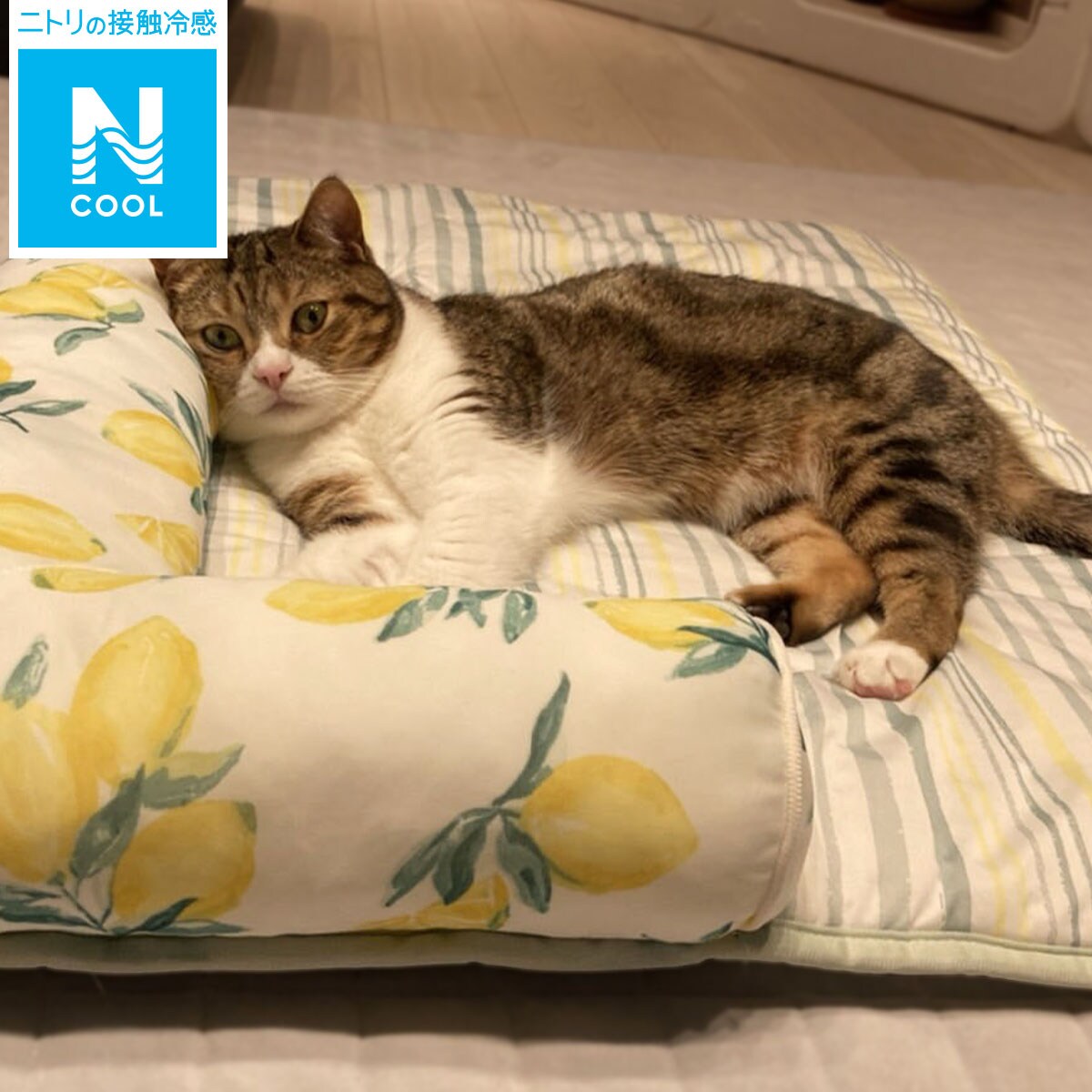 Sale 72 Off ニトリ 犬 猫用ペットごろ寝マット ブルー 接触冷感 熱中症対策 抗菌防臭 Mサイズ Barbershop56 Nl