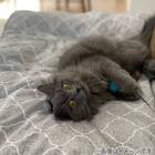 ペット敷きパッド L(NクールWSP L S233) 8枚目画像