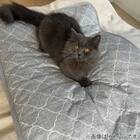 ペット敷きパッド L(NクールWSP L S233) 9枚目画像