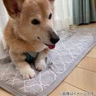 ペット敷きパッド L(NクールWSP L S233) 11枚目画像