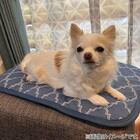 ペット敷パッド M(NクールWSP M S243) 2枚目画像