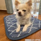 ペット敷パッド M(NクールWSP M S243) 3枚目画像