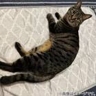 ペット敷パッド L(NクールWSP  L S244) 2枚目画像