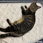 ペット敷パッド L(NクールWSP L S244) 2枚目画像