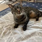 ペット敷パッド L(NクールWSP L S244) 3枚目画像