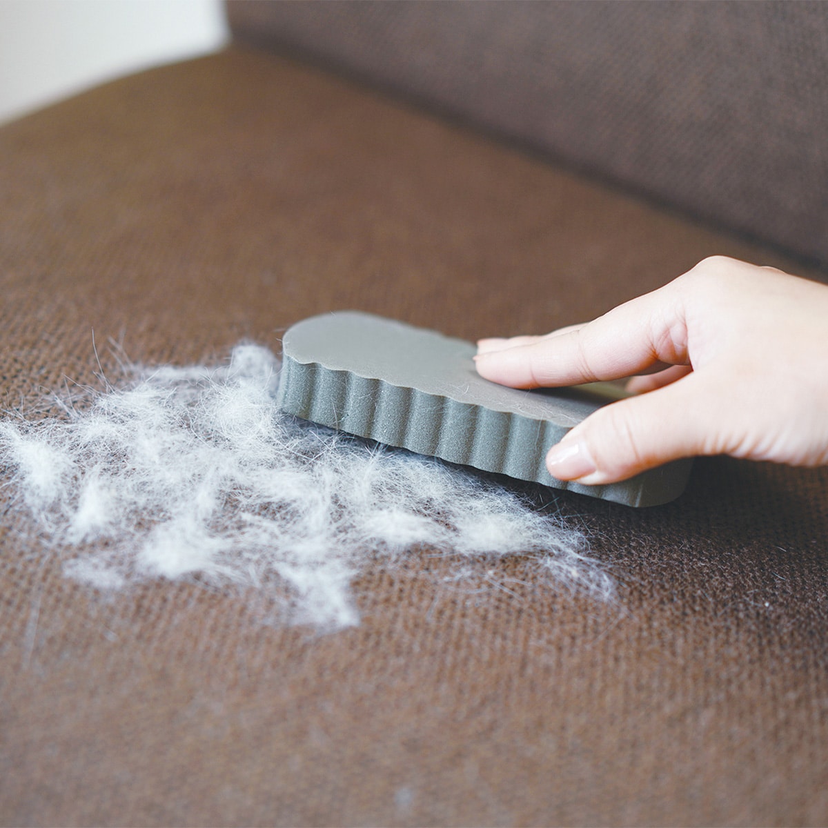 ペットの毛取りスポンジ通販 ニトリネット 公式 家具 インテリア通販