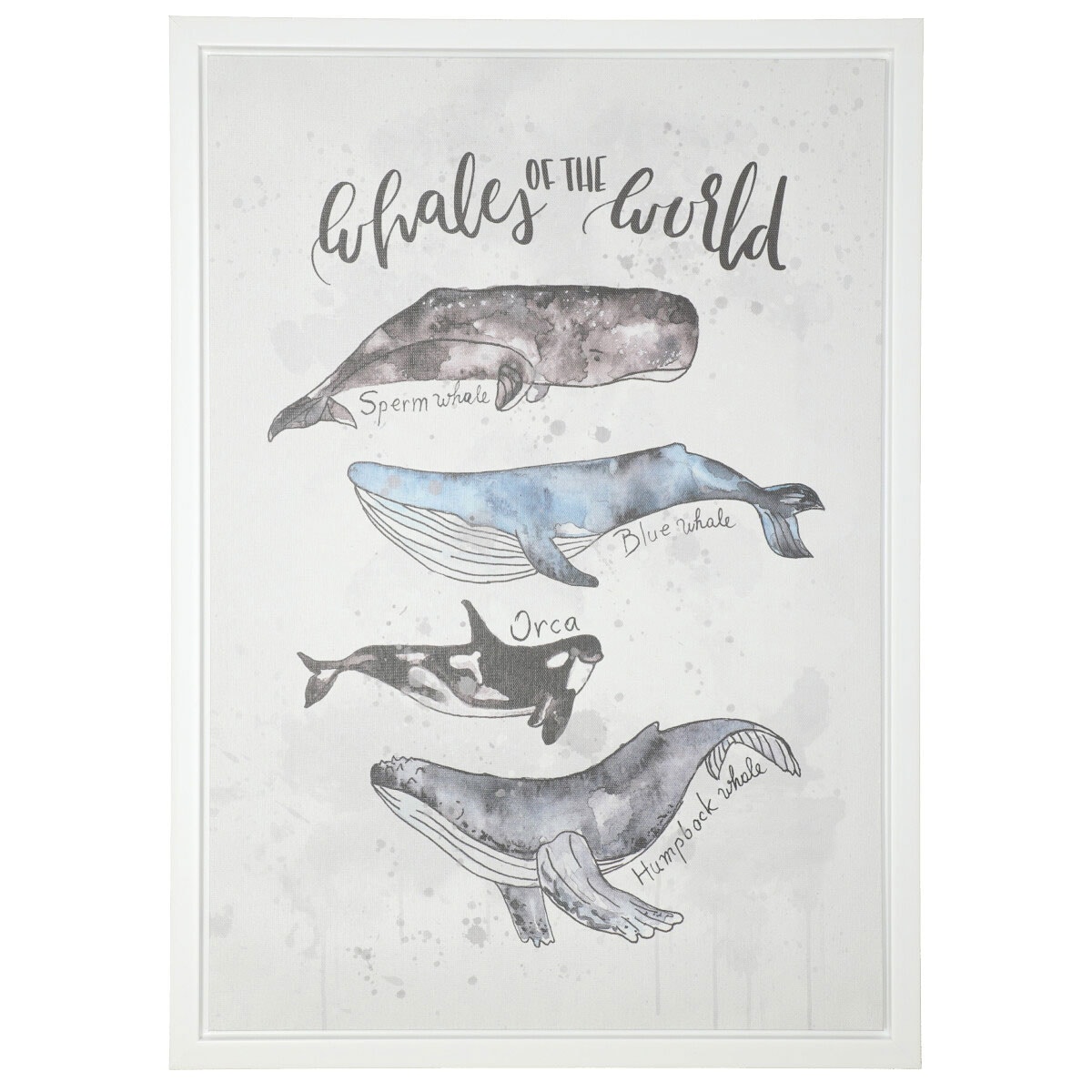 アートポスター クジラ図鑑kp通販 ニトリネット 公式 家具 インテリア通販 アートポスター クジラ図鑑kp通販 ニトリネット 公式 家具 インテリア通販