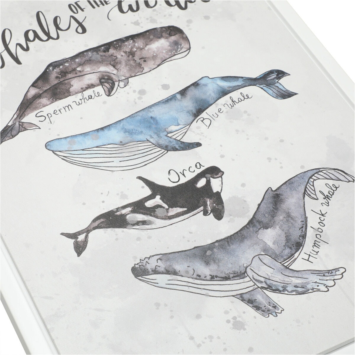 アートポスター クジラ図鑑kp通販 ニトリネット 公式 家具 インテリア通販
