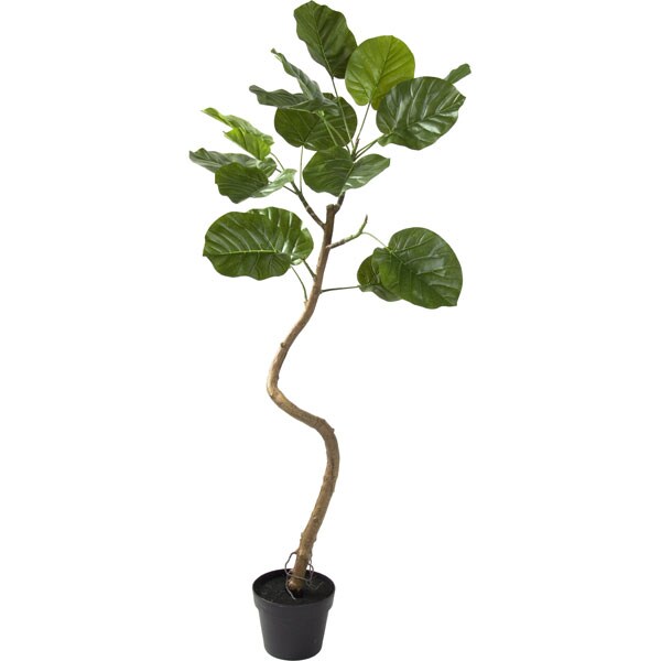 ウンベラータ 鉢付きフェイクグリーン 120センチ ニトリ - 植物/観葉植物 ウンベラータ 鉢付きフェイクグリーン 120センチ ニトリ - 植物/観葉植物