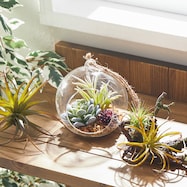 フェイクグリーン ハンギングテラリウム ガラス容器(多肉 HA3TC0122)