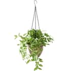 フェイクグリーン(ポトス ハンギングワイヤーバスケット) 2枚目画像