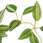 フェイクグリーン(ポトス ハンギングワイヤーバスケット) 3枚目画像