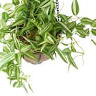フェイクグリーン(ポトス ハンギングワイヤーバスケット) 7枚目画像