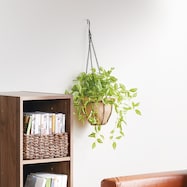 フェイクグリーン(ポトス ハンギングワイヤーバスケット)