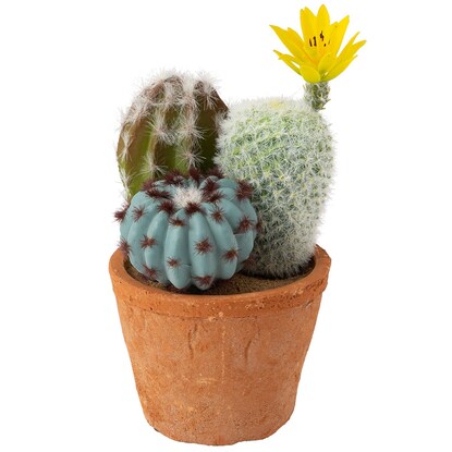 サボテン寄せ植え セメントポット 丸 通販 ニトリネット 公式 家具 インテリア通販