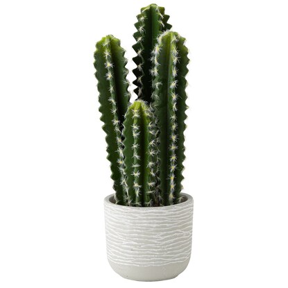 ハシラサボテン寄せ植え セメントポット通販 ニトリネット 公式 家具 インテリア通販