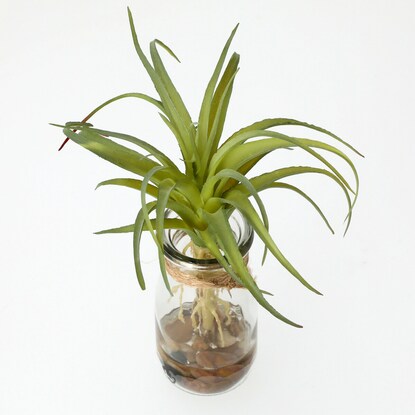 エアプランツ ベース付き通販 ニトリネット 公式 家具 インテリア通販 エアプランツ ベース付き通販 ニトリネット 公式 家具 インテリア通販