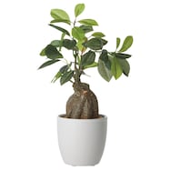 ガジュマルセラミックポット(F311)