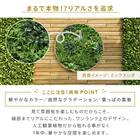 グリーンフェンス ミックスシダ 50cm(12枚入り) 5枚目画像