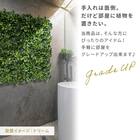 グリーンフェンス ミックスシダ 50cm(12枚入り) 7枚目画像