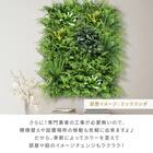 グリーンフェンス ミックスシダ 50cm(12枚入り) 10枚目画像