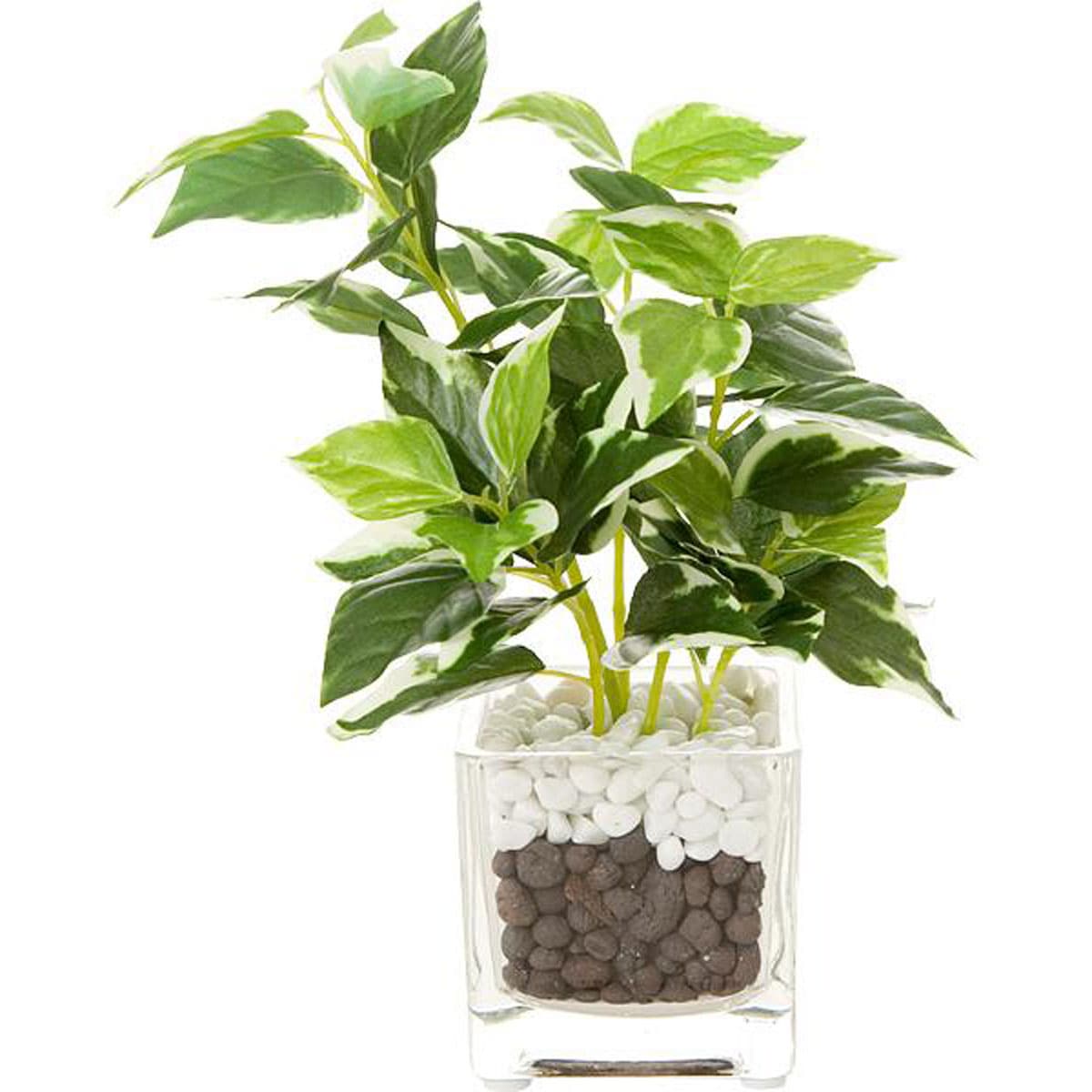 343円 最高の品質の 人工観葉植物 ミニポットペペロミア 20cm 343円 最高の品質の 人工観葉植物 ミニポットペペロミア 20cm