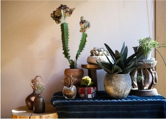 鉢植えのグリーンで色を足し、ナチュラルで落ち着いた雰囲気にまとめている。