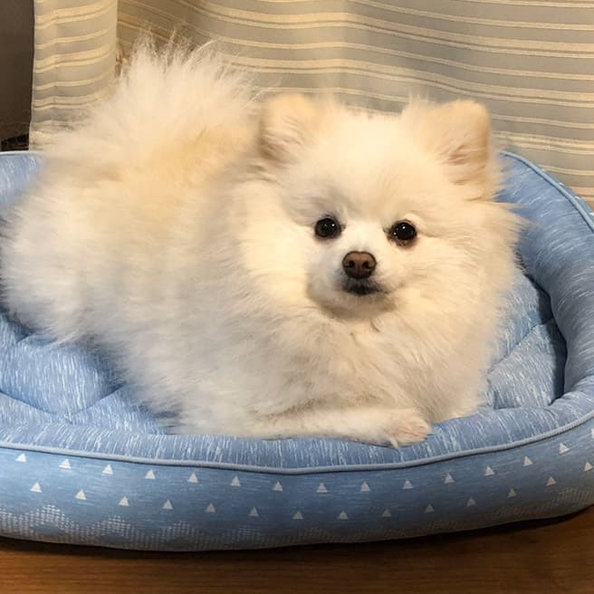 ペットと暮らす ペットグッズ特集 ニトリネット 公式 家具 インテリア通販