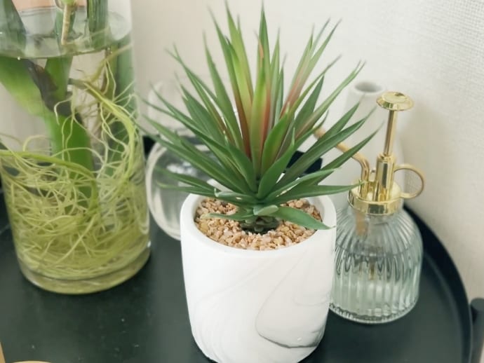 観葉植物のイメージ