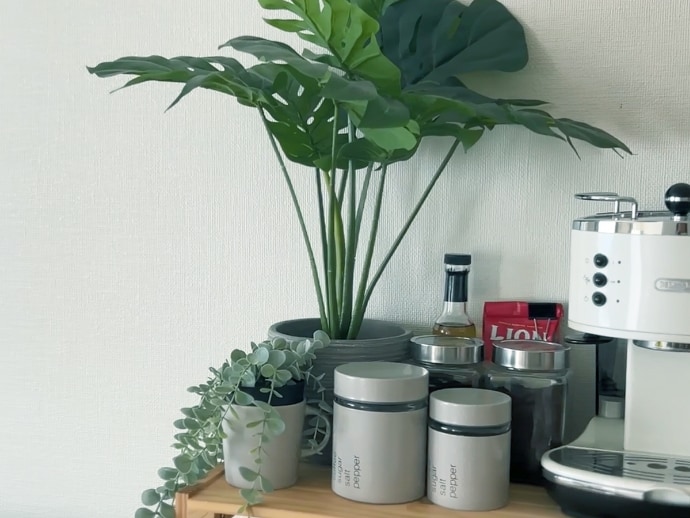 観葉植物のイメージ