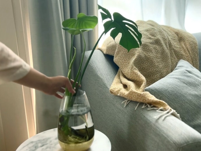 本物のモンステラのイメージ