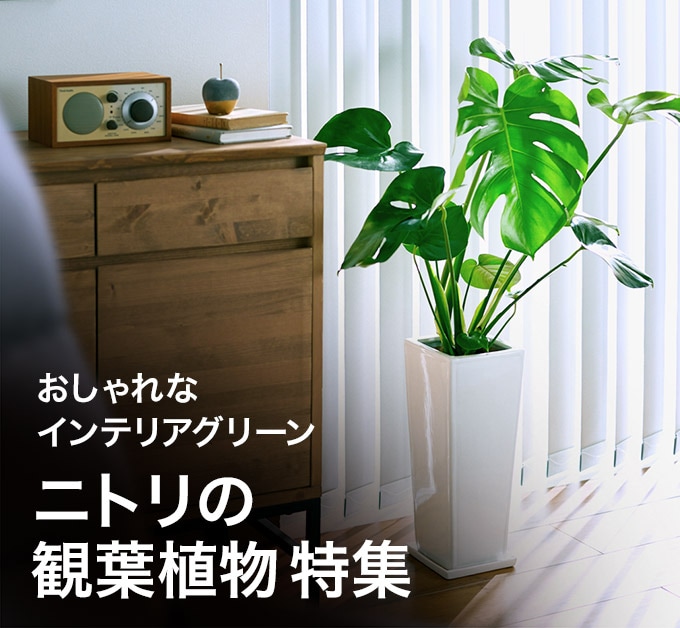 ニトリの観葉植物特集