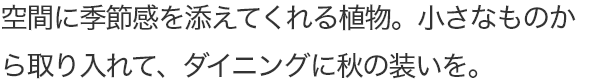空間に季節感を添えてくれる植物。小さなものから取り入れて、ダイニングに秋の装いを。