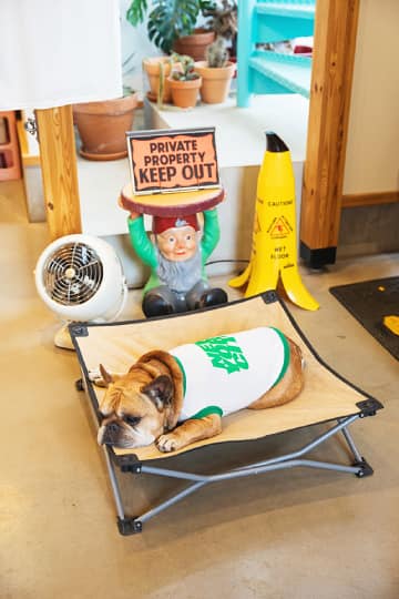 部屋の一角でくつろぐ愛犬