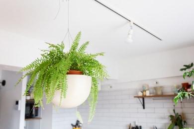 天井から吊るされた観葉植物